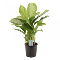 Aglaonema Silver Bay, In 17cm-pot