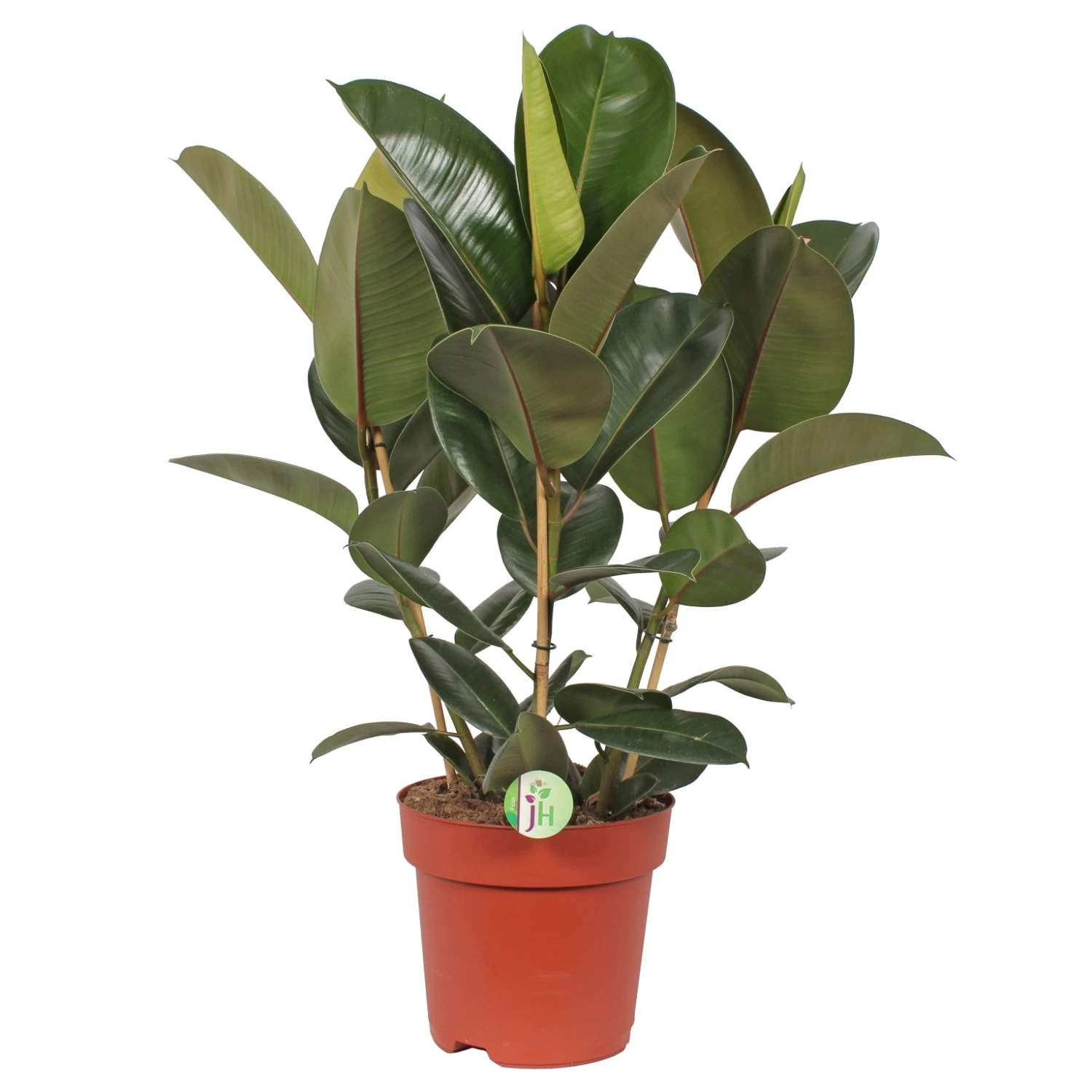 Ficus Elastica 'Robusta', In 27cm-pot 85cm Hoog 1 Ficus Elastica 'Robusta', In 27cm-pot 85cm Hoog