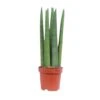 Sansevieria Straight, In 14cm-pot