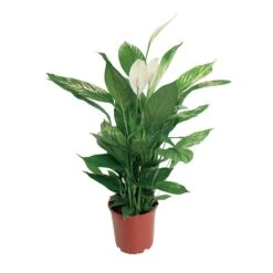 Spathiphyllum Sweet Sebastiano, In 24cm-pot