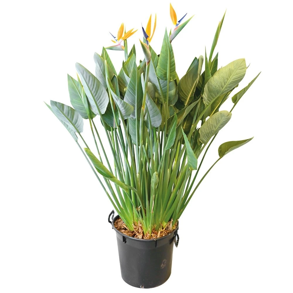 Strelitzia Reginae, In 40cm-pot 160cm Hoog 1 Strelitzia Reginae, In 40cm-pot 160cm Hoog