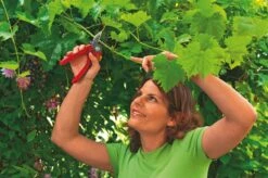 WOLF-Garten Aambeeld Snoeischaar Comfort Plus RS2500 -Gardena Winkel wolf garten aambeeld snoeischaar comfort plus rs2500 1619177787 1 l