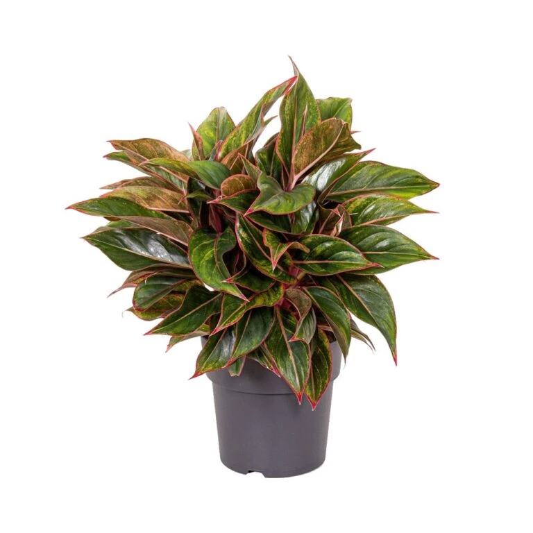 Gardena Winkel -Gardena Winkel aglaonema jungle red in 19cm pot 1000x1000 63bd2dbc4b126 l 768x768 1